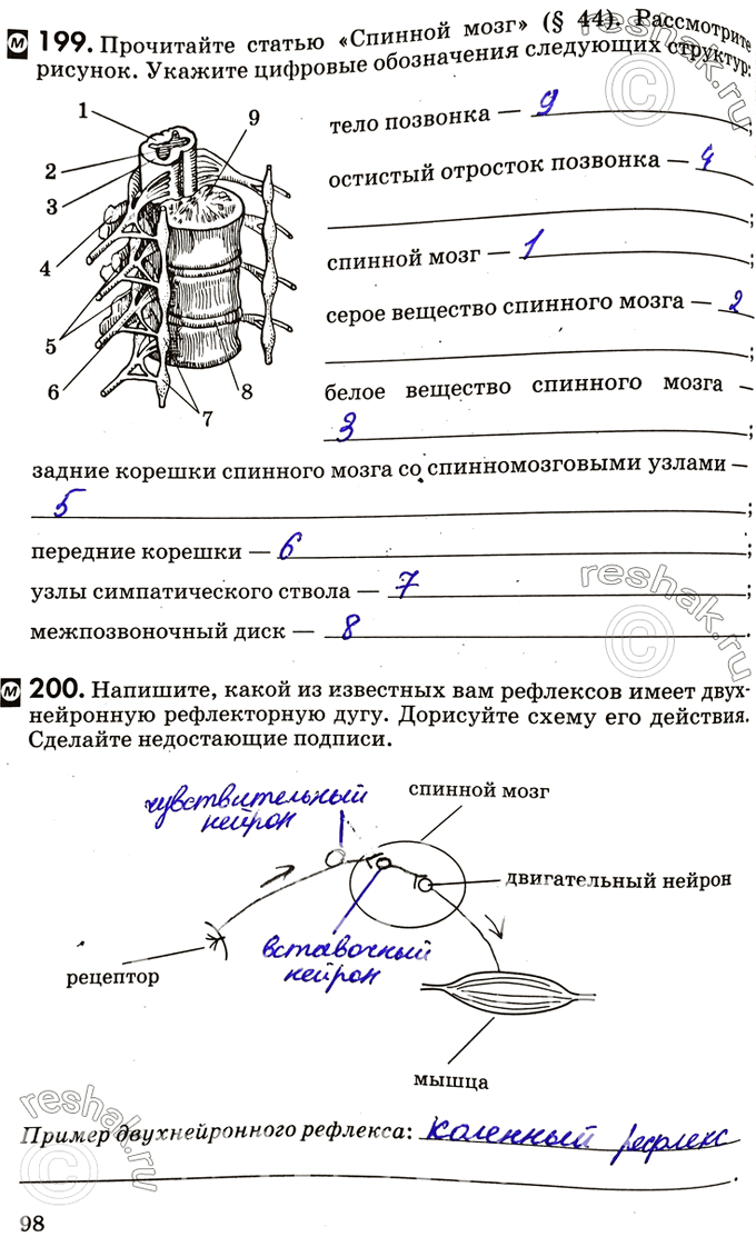 Изображение 199. Прочитайте статью «Спинной мозг» (§ 44). Рассмотри рисунок. Укажите цифровые обозначения следующих структуртело позвонкаостистый отросток позвонкаспинной...